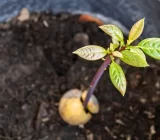 When and how to plant an avocado in a pot: maintenance, watering, exposure, repotting